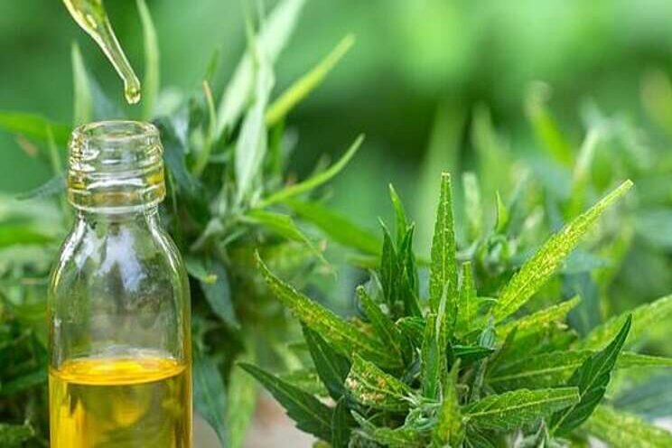 Cannabis cultivation business planning for growth Cannabis cultivation business planning for growth