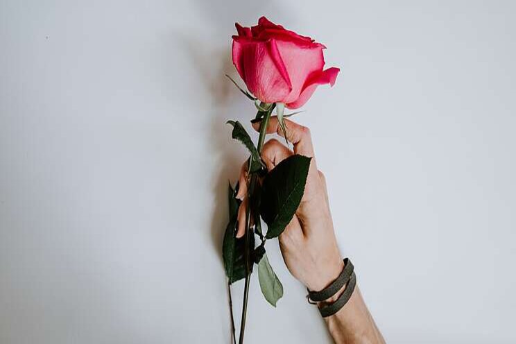What kind of roots do roses have? What kind of roots do roses have?