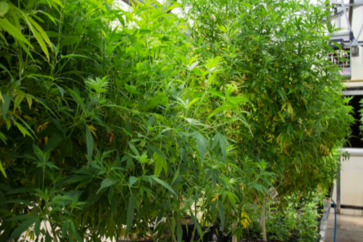 Partnership to sell industrial hemp seeds