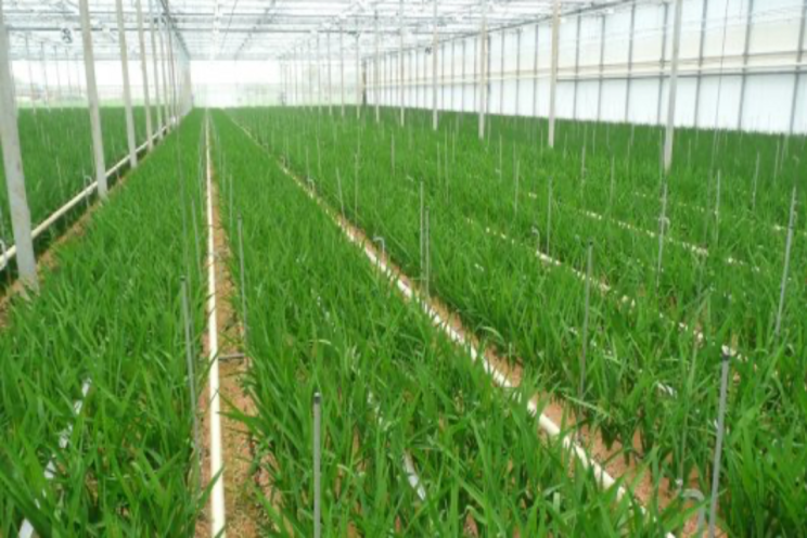 Reuse of drainage water in greenhouse Reuse of drainage water in greenhouse