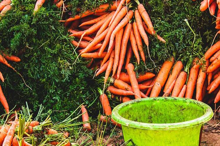 How to grow aquaponic carrots How to grow aquaponic carrots