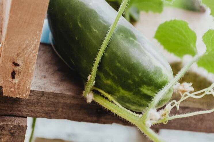 High-wire growing can take cucumbers to the next level High-wire growing can take cucumbers to the next level