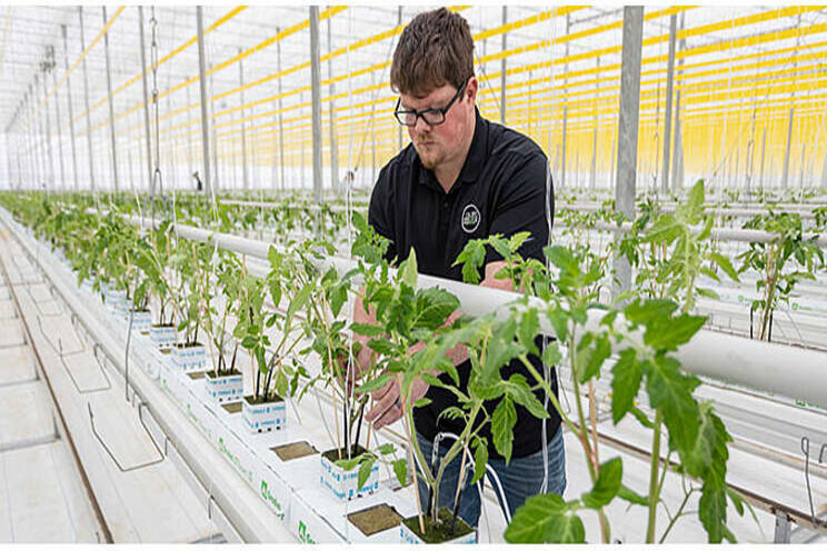 Ontario's greenhouse growers ready for big season