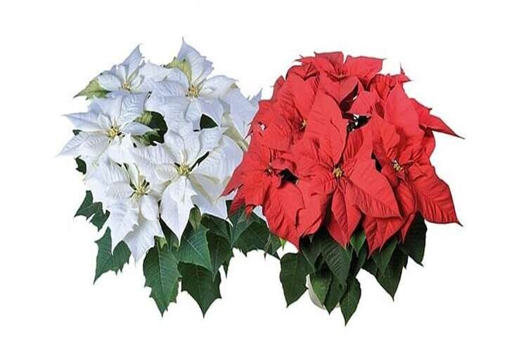 Syngenta to sell&market Lazzeri Poinsettia
