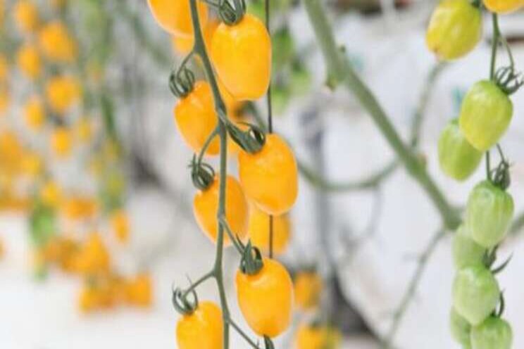The best new tomatos of 2020 The best new tomatos of 2020