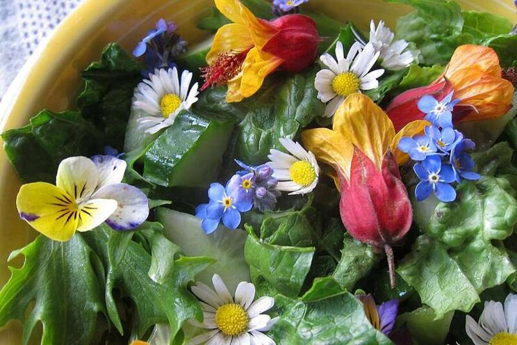 Edible flowers for garden and dinner table Edible flowers for garden and dinner table