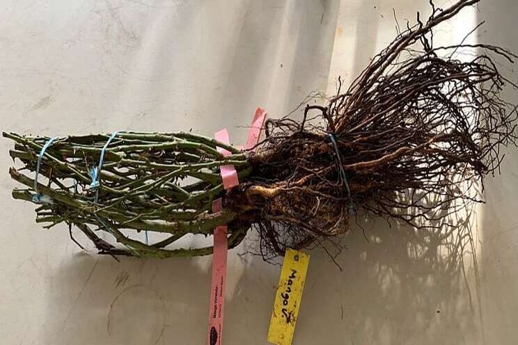 Caring for roots creates healthy rose foliage