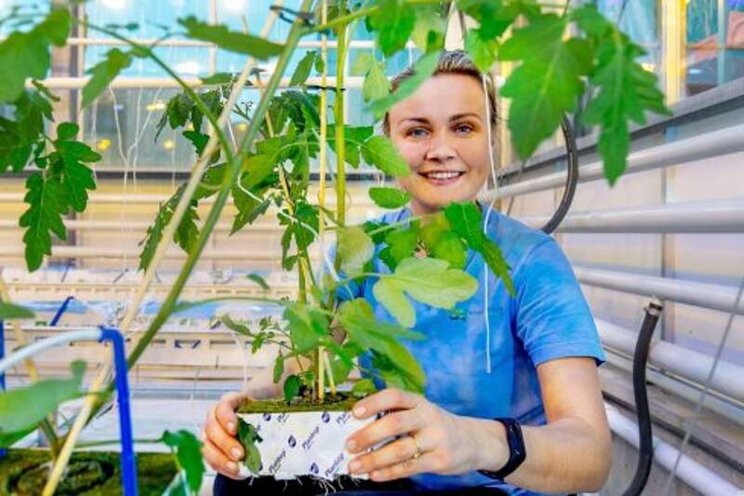 Can AI outperform the greenhouse grower? Can AI outperform the greenhouse grower?