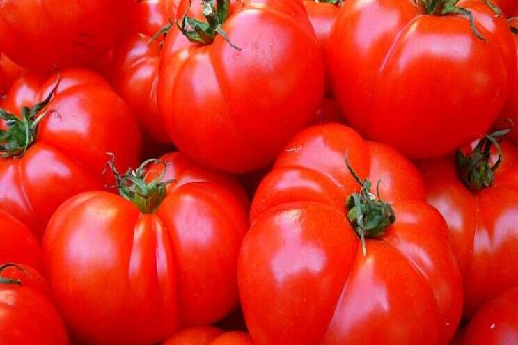 Mexican Exporters: The tomato is virus free