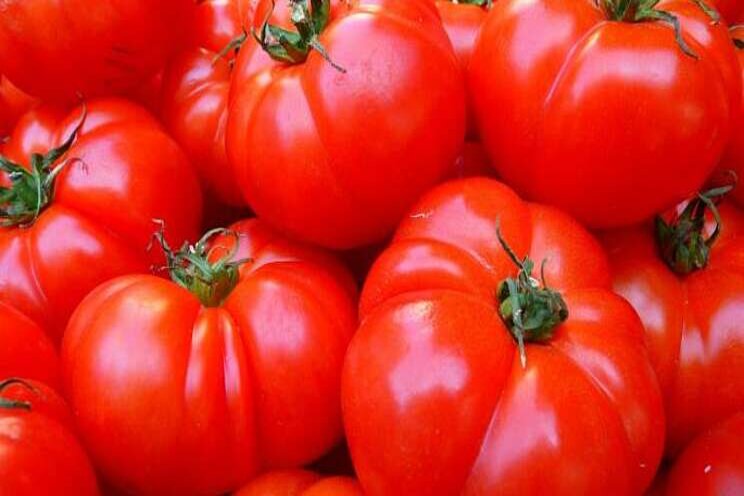 Mexican Exporters: The tomato is virus free Mexican Exporters: The tomato is virus free