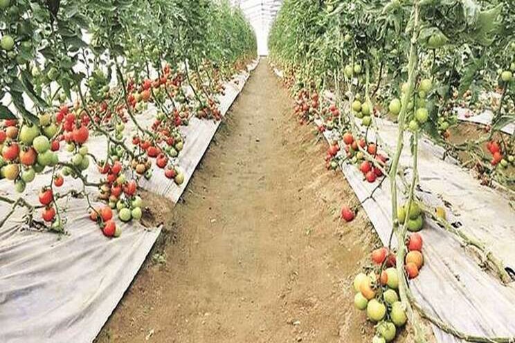 Horticulture, as viable Plan B for marginal farmers