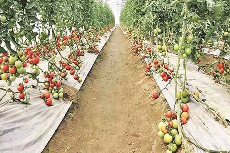 Horticulture, as viable Plan B for marginal farmers Horticulture, as viable Plan B for marginal farmers