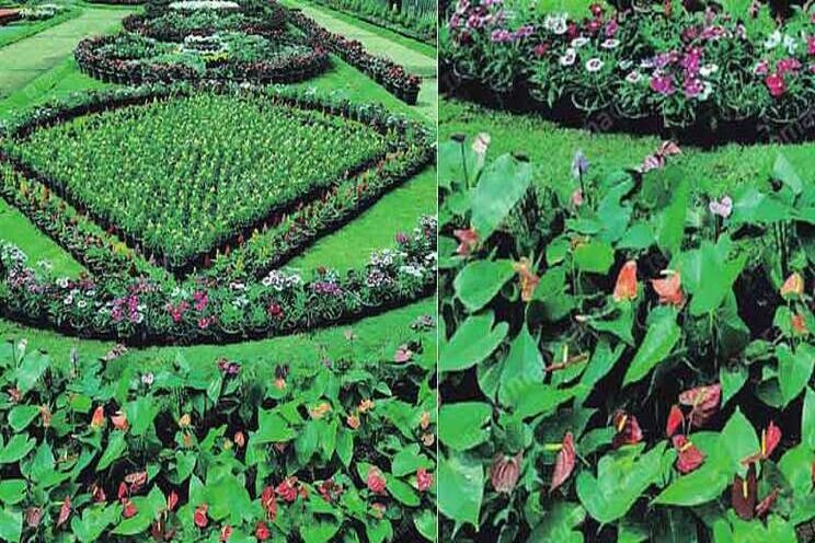 Kochi flower show opens Kochi flower show opens
