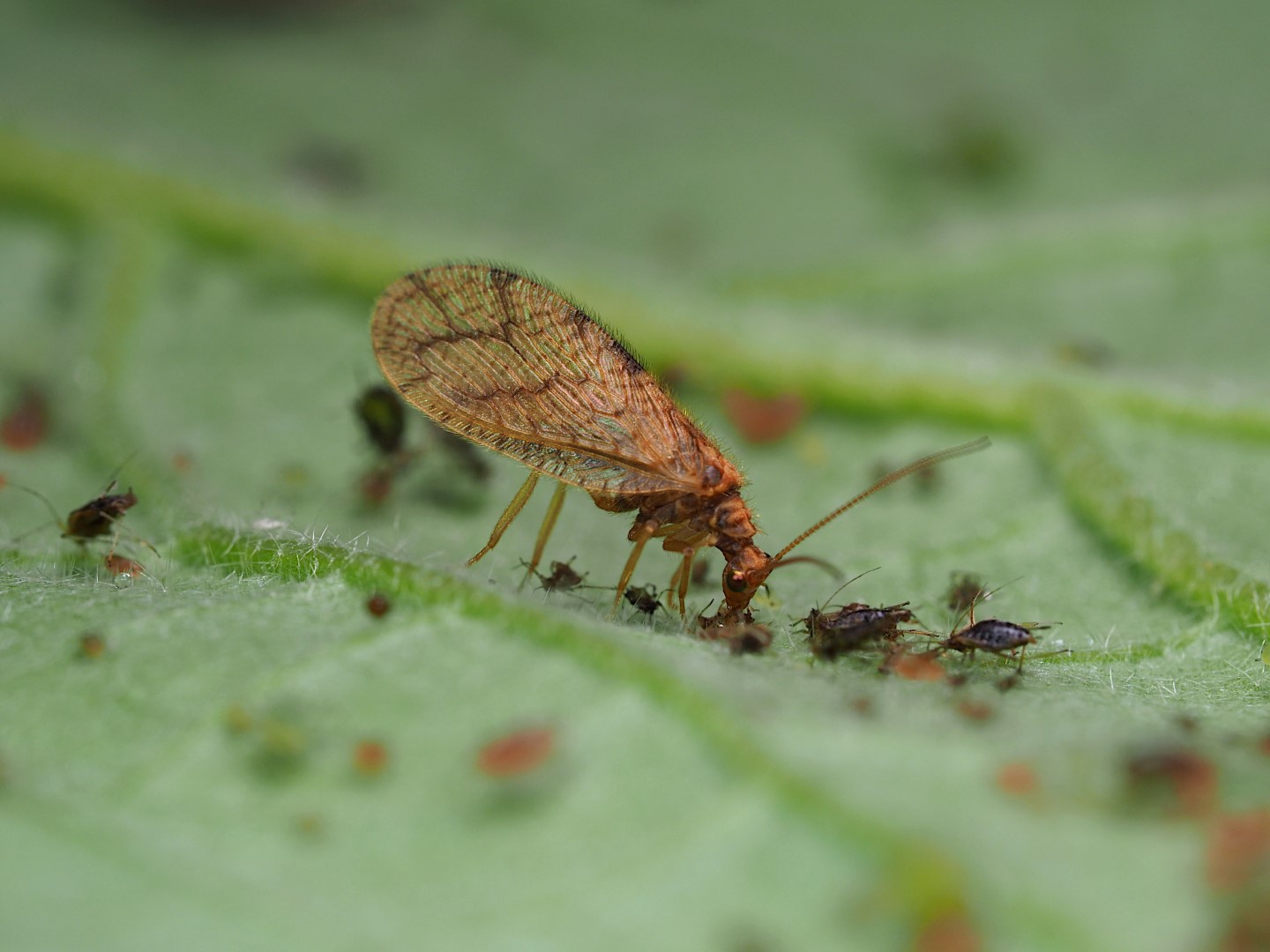 Micromus-System can deliver even earlier control of raspberry aphid ...